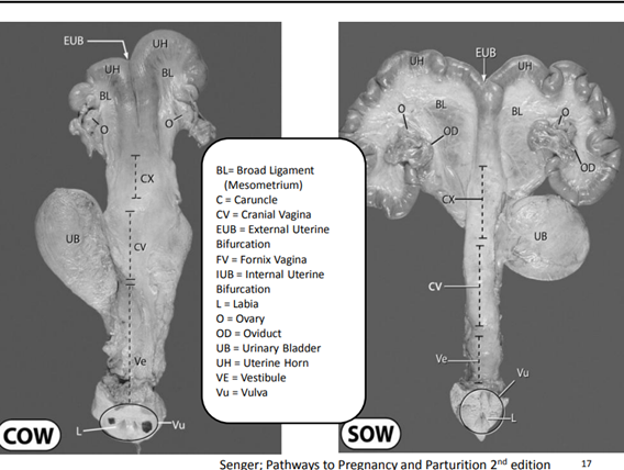 <p>Broad ligament attaches to the Oviduct</p>