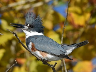 <p>Belted Kingfisher</p>