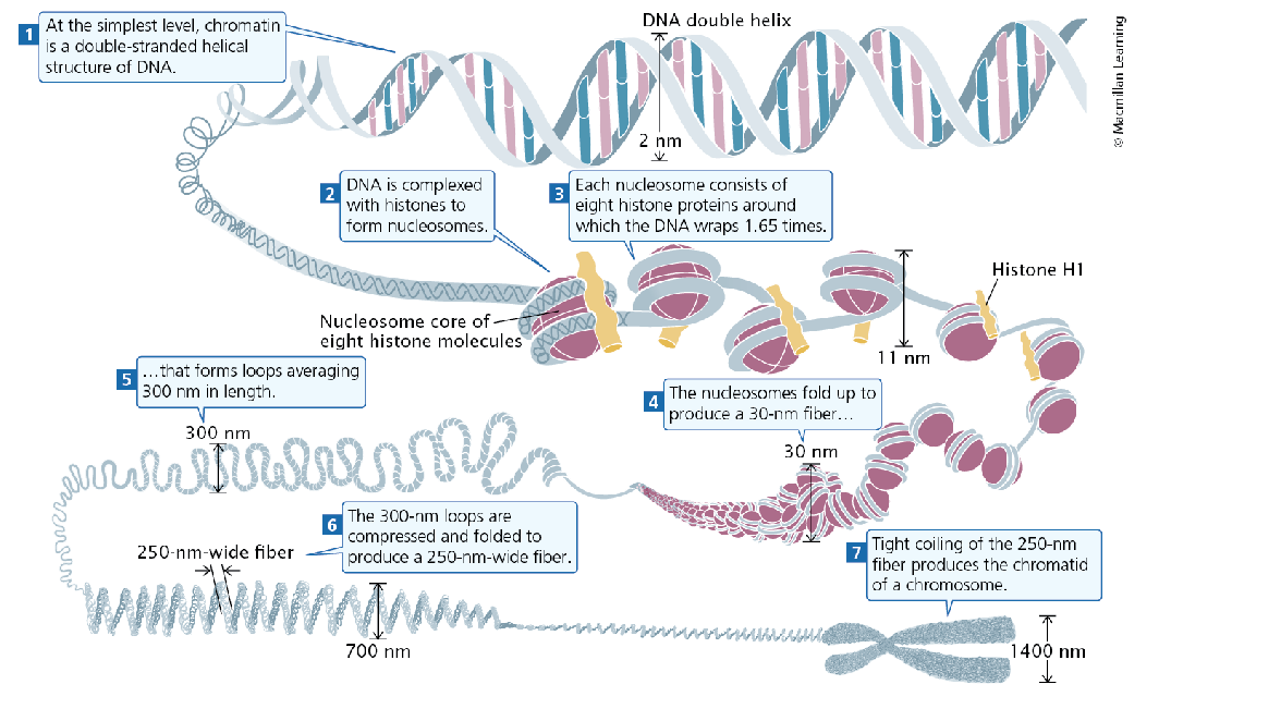 <ul><li><p>Length of DNA 1-2 meters → Heavily condensed!</p></li><li><p><span><span>In eukaryotic cells, DNA is organized with histones and other proteins into chromatin, which can be looped and packaged to</span></span><br><span><span>form chromosomes</span></span></p></li><li><p>Further condensed during cell division so it does not tangle as it separates into daughter cells</p></li></ul><p></p>