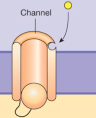 <p>ligand binding opens or closes the channel</p>