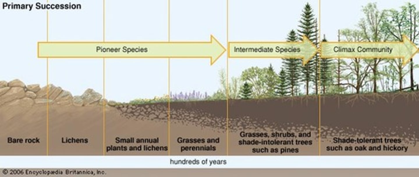 <p>Succession that <strong>occurs on land where no soil exists.</strong> Lichen and moss develop onto the rock and erode it down to soil overtime.  </p>
