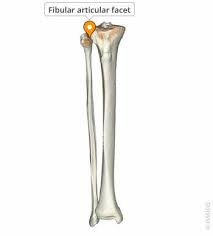 <p>medial side facet on tibia connecting to fibula </p>