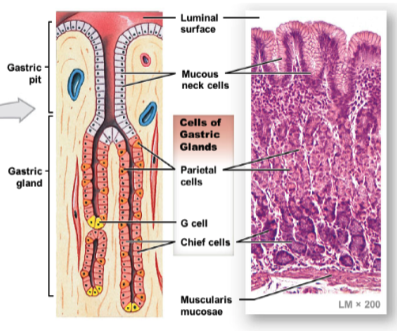 * mucous neck cells: prod. mucus
* parietal ells: prod. HCl
* G cells: prod. gastrin (hormone promoting stomach wall contractions → mix/churn food)
* chief cells: prod. pepsinogen (enzyme that helps break down proteins in food)