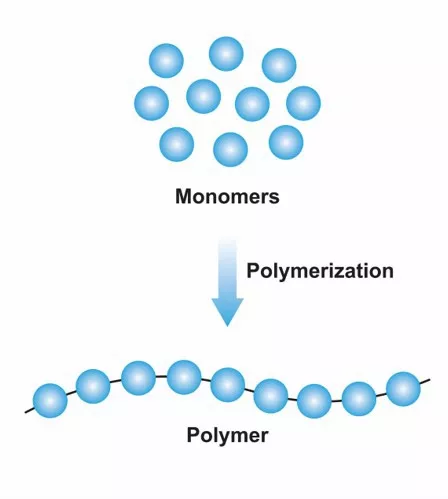 <p>Individual molecules that make up the polymer chains</p>
