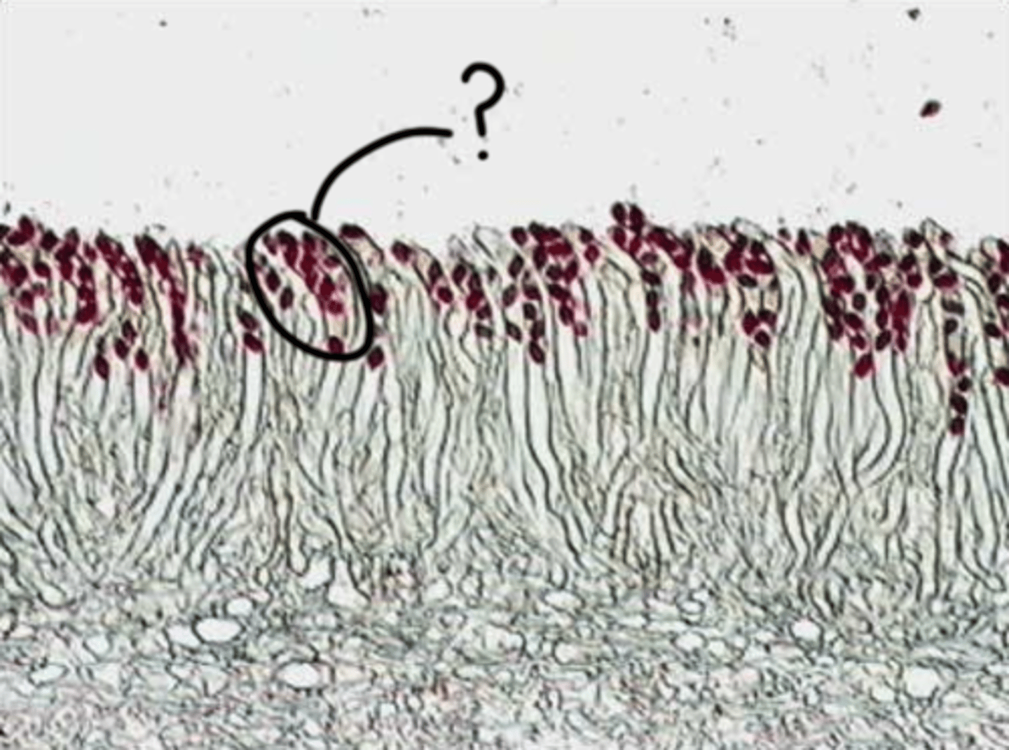 <p>Cup-shaped ascocarps with exposed hymenium found in some ascomycetes, allowing for the dispersal of ascospores.</p>