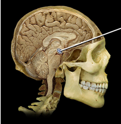 <p><span><span>Mammillary body</span></span></p>