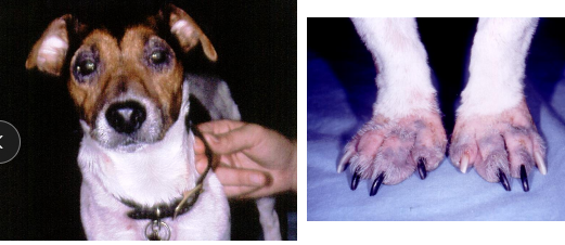 <p><span>Atopy (Canine Atopic Dermatitis)</span></p>
