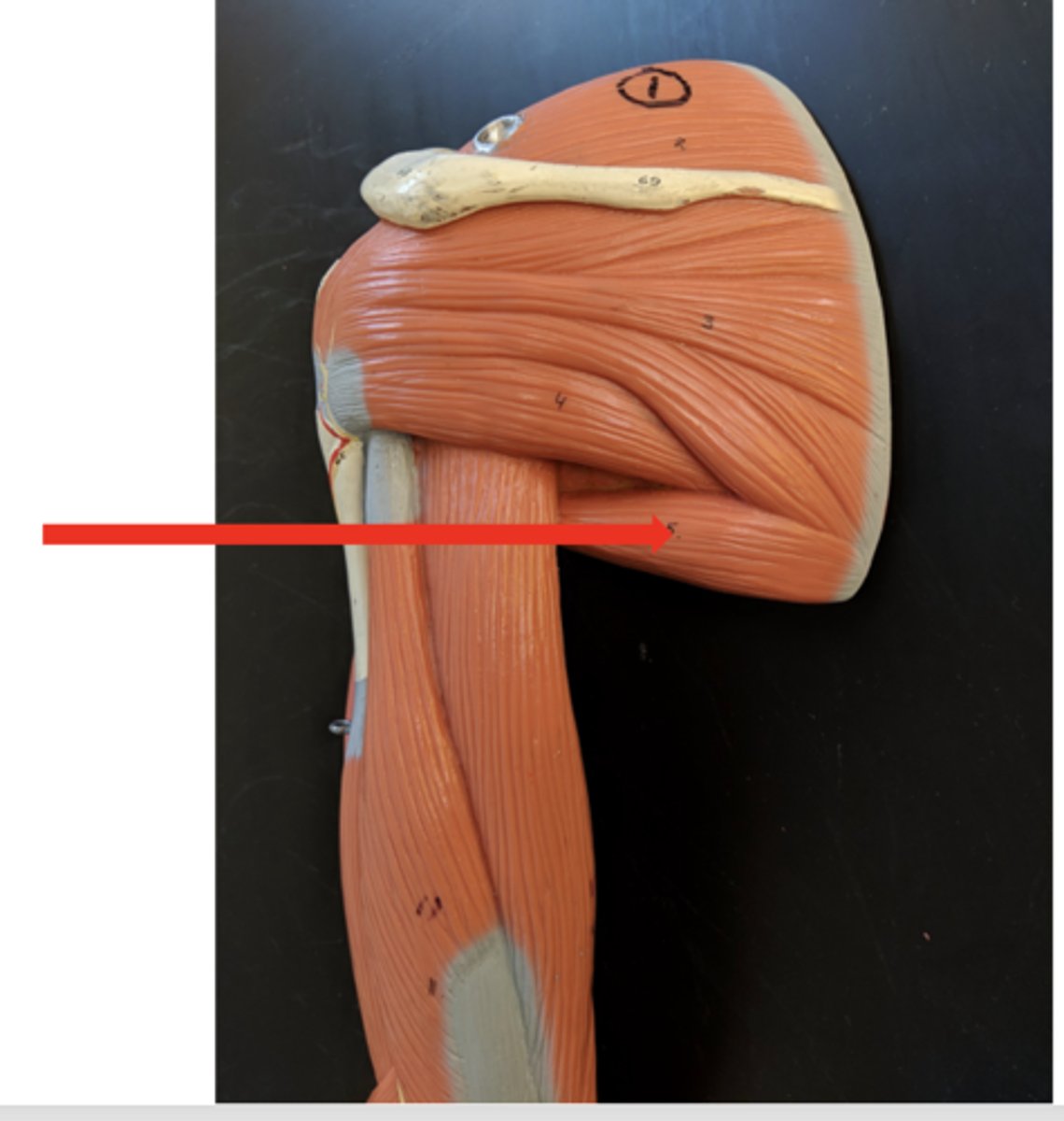 <p>what is this?</p>