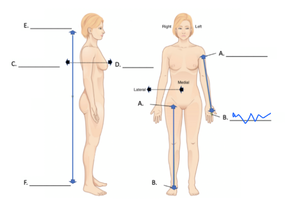 <p>What is this directional term?</p>