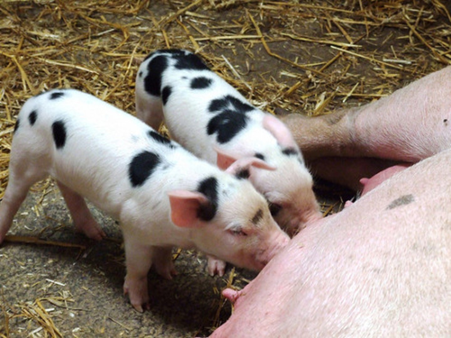 <p>'passive' immunity</p><p>- transfer of IgG (immunoglobulin gamma) during pregnancy (via placenta), most during last few weeks of gestation</p><p>- transfer of IgA in breast milk => protect GI against newborn intestinal infections</p>