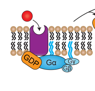 <ul><li><p>G protein is attach to the intter surface of the membrane</p></li><li><p>Alpha sunuits has GDP bound-meaning its inactive</p></li><li><p>B and y subunits are bond to Ga</p></li><li><p>No signal= receptor and G-Protein are both&nbsp;“off”</p></li></ul><p></p>