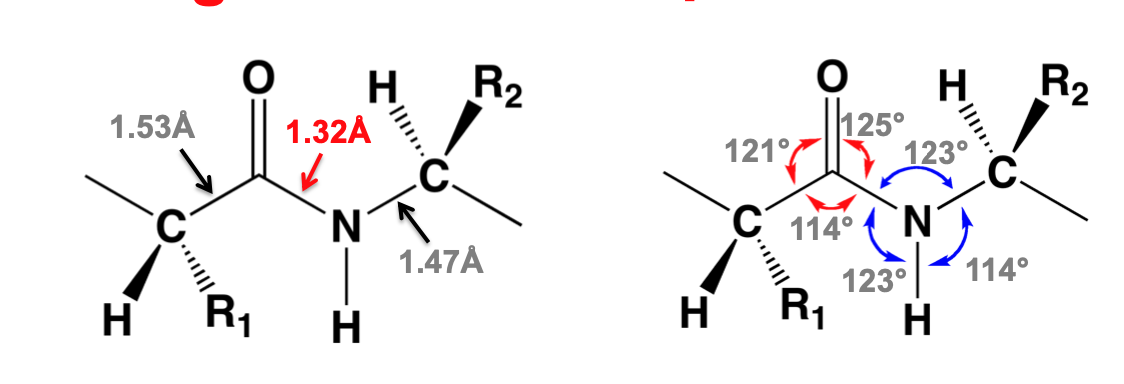 consensus of bond-lengths and bond angles

C-N peptide bond length is consistently shorter than the C-N bond in most amides

\
