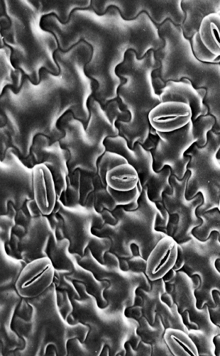 <p>dicot or monocot</p>