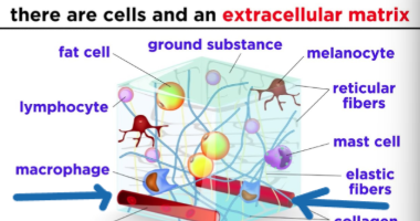 <p>Connective tissue w/ cells and fibers and ground substance</p>
