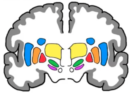 <ul><li><p><span style="color: #NaNNaNNaN"><mark data-color="#7f78ff" style="background-color: #7f78ff; color: inherit">caudate (striatum)</mark></span></p></li><li><p><span style="color: #NaNNaNNaN"><mark data-color="#7f78ff" style="background-color: #7f78ff; color: inherit">putamen (striatum)</mark></span></p></li><li><p>gobulus palidus</p><ul><li><p><mark data-color="#ff9797" style="background-color: #ff9797; color: inherit">internus (GPi)</mark></p></li><li><p><mark data-color="#ffa563" style="background-color: #ffa563; color: inherit">externus (GPe)</mark></p></li></ul></li><li><p><mark data-color="#94ff7e" style="background-color: #94ff7e; color: inherit">subthalamic nucleus (STN)</mark></p></li><li><p><mark data-color="#cc64ff" style="background-color: #cc64ff; color: inherit">substantia nigra</mark></p><ul><li><p>pars compacta (SNpc)</p></li><li><p>pars reticular (SNPR)</p></li></ul></li></ul><p></p>
