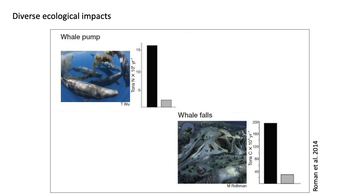 <ul><li><p>reductions in tansport of N, Fe and other nutrients into euphotic zone</p></li><li><p>reductions in whale falls</p></li><li><p>desiment suspecion reduction</p></li><li><p>shifts inp redation as whale specialised killer whales witch the <strong>smaller marine mammals</strong></p></li></ul><p></p>