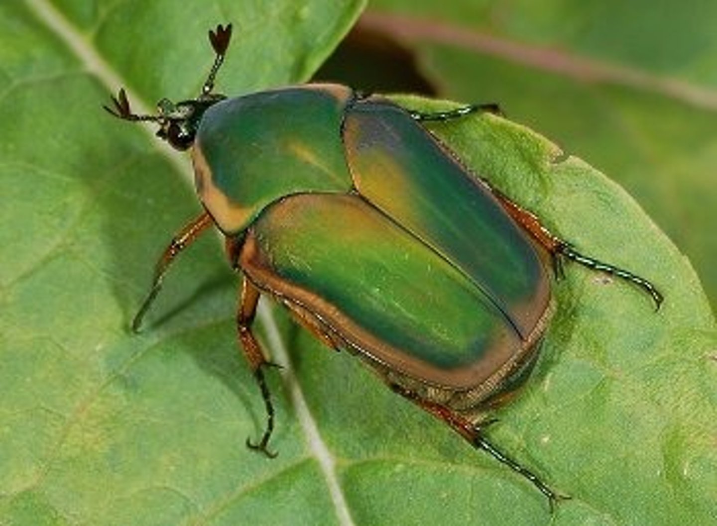 <p>Scarab beetles</p><p>- Brightly colored/metallic</p><p>- Mostly scavengers (as immatures)</p><p>- Distinctive antennae</p><p>lamellate antennae (layers of thin plates)</p>
