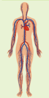 <p>circulatory system </p>