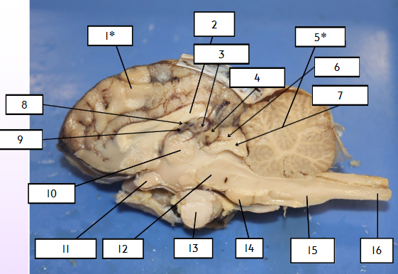 <p>what structure of the sheep brain is labeled by #5?</p>