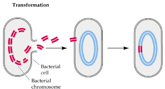 <p>Transformation (pickup hooker, life is better for bacteria)</p>