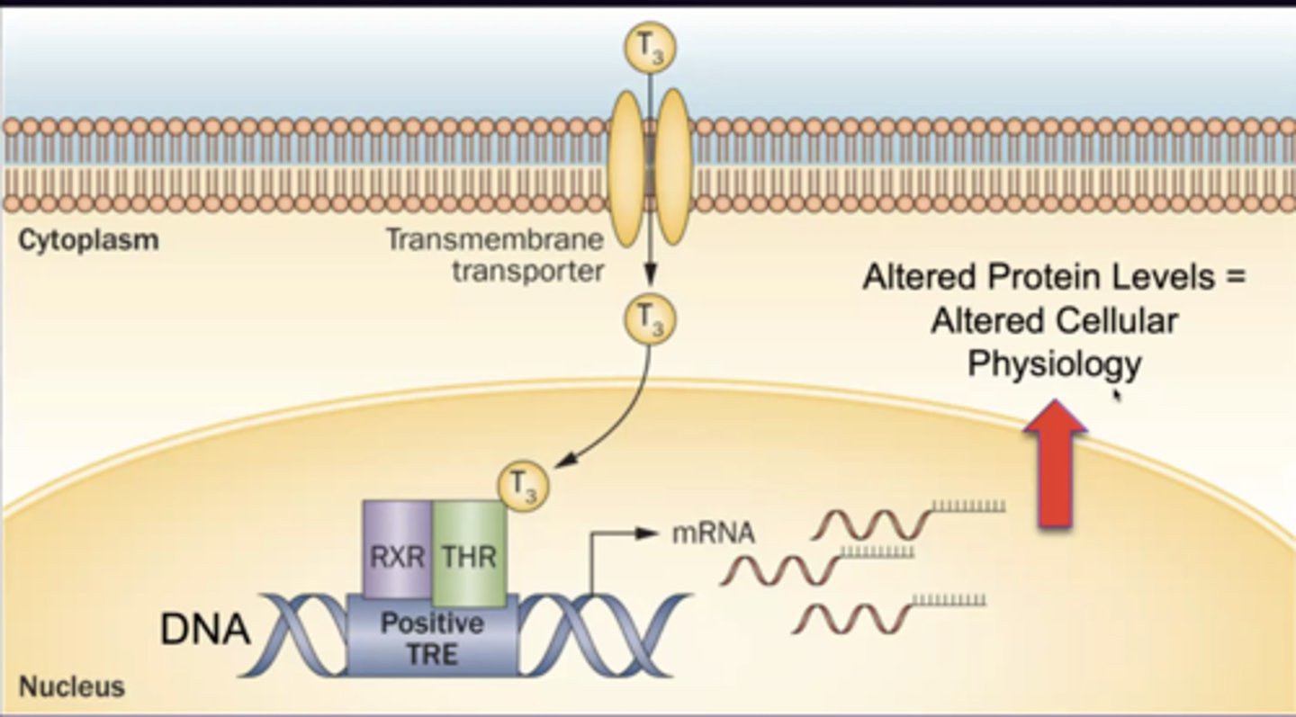 <p>acts on TH receptor to influence target gene expression</p>