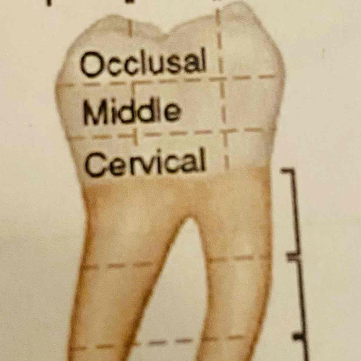 <p>Wat zijn de drie delen als je de tandkroon van een molaar horizontaal indeelt?</p>