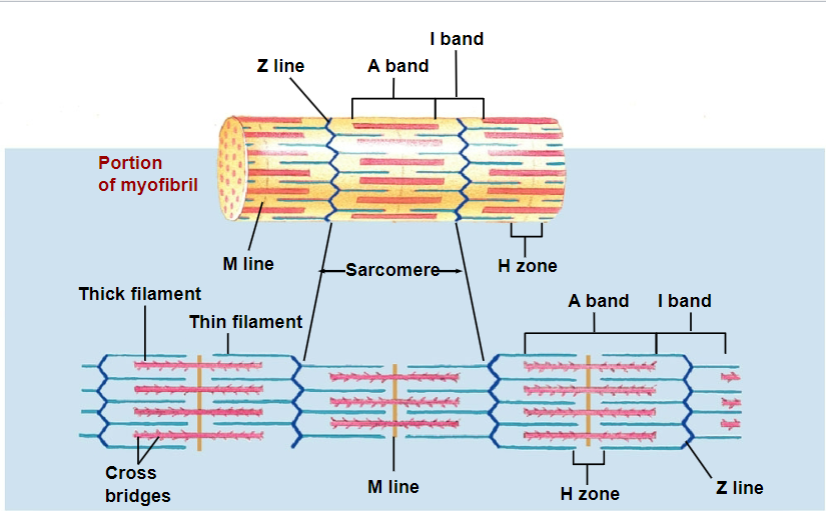 <p>sarcomere</p>