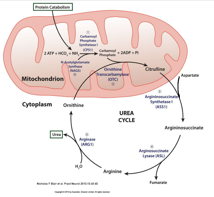 <p><strong>False</strong> - urea is produced in the liver because the urea cycle occurs in the liver cell’s mitochondrion and cytoplasm</p>