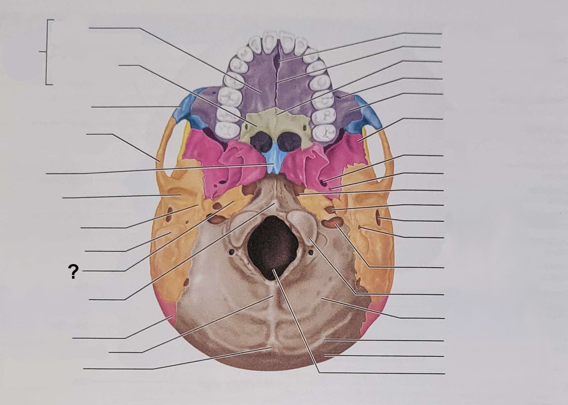 <p>Name the indicated structure</p>
