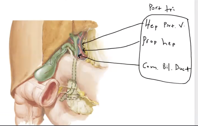 <p>hepatic portal vein, proper hepatic artery, common bile duct</p>