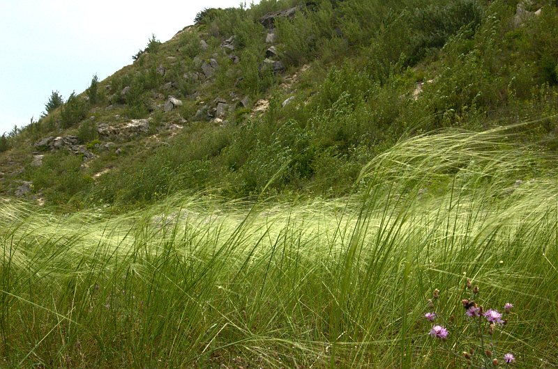 <p>kavyl vláskovitý<span>, s</span>tipa capillata</p>