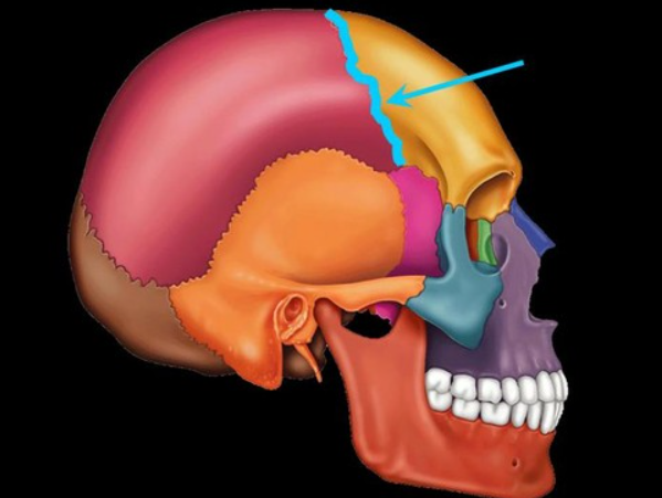 <p>sits between the frontal lobe and parietal lobe</p>