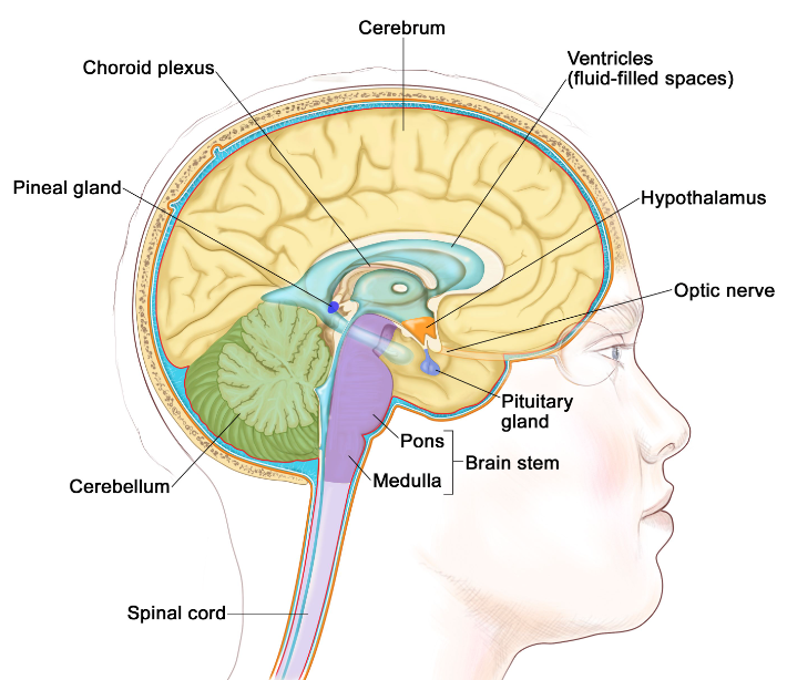 what is the function of the hypothalamus?