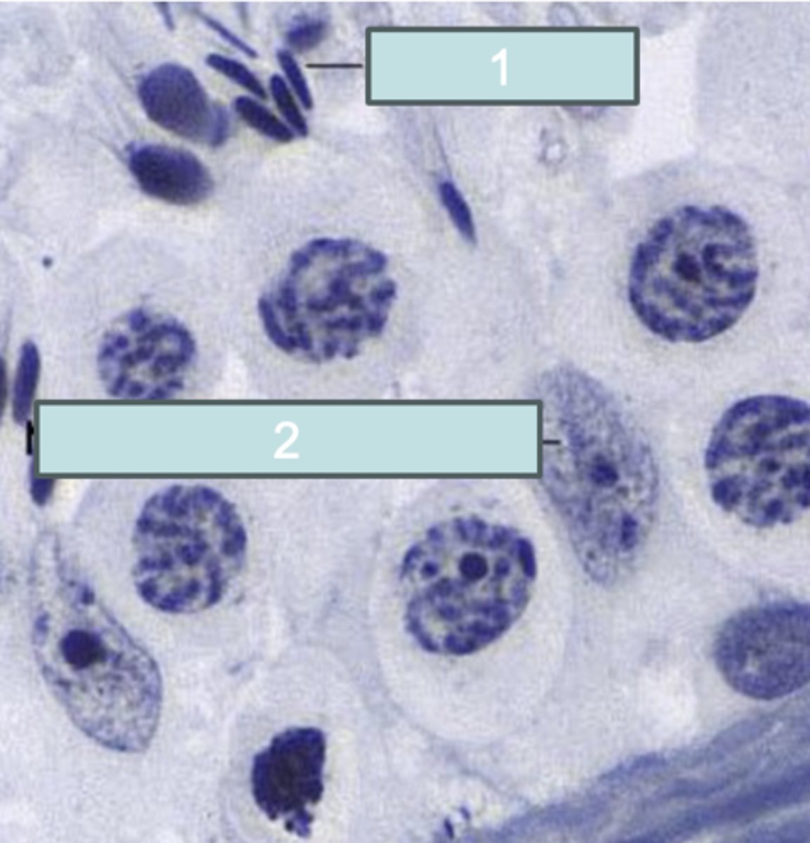 <p>What is 2?</p>