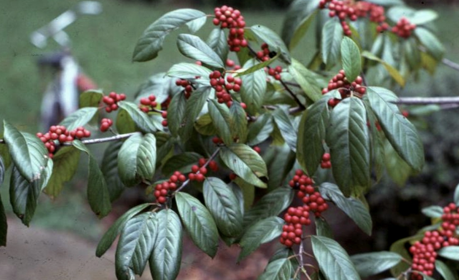 <p><em>Rhamus caroliniana</em></p><p>Rhamnaceae</p>