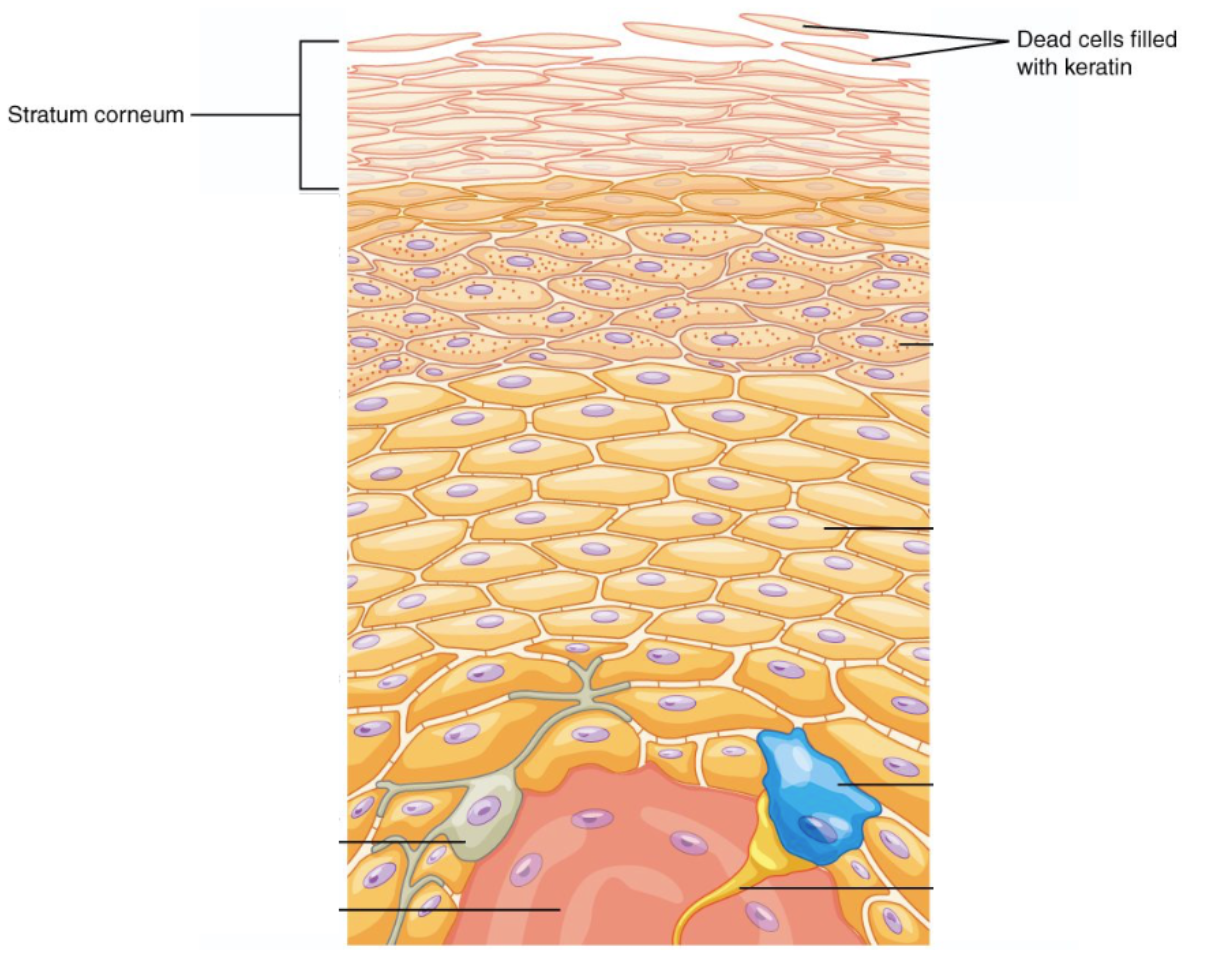 <p>First line of defense against the environment.</p><p><span>The most superficial layer of the epidermis. </span></p><p><span>It consists of cells that have been hardened with keratin. </span></p><p><span>Keratin is secreted by cells located in the deep layers of the epidermis called keratinocytes.</span></p>