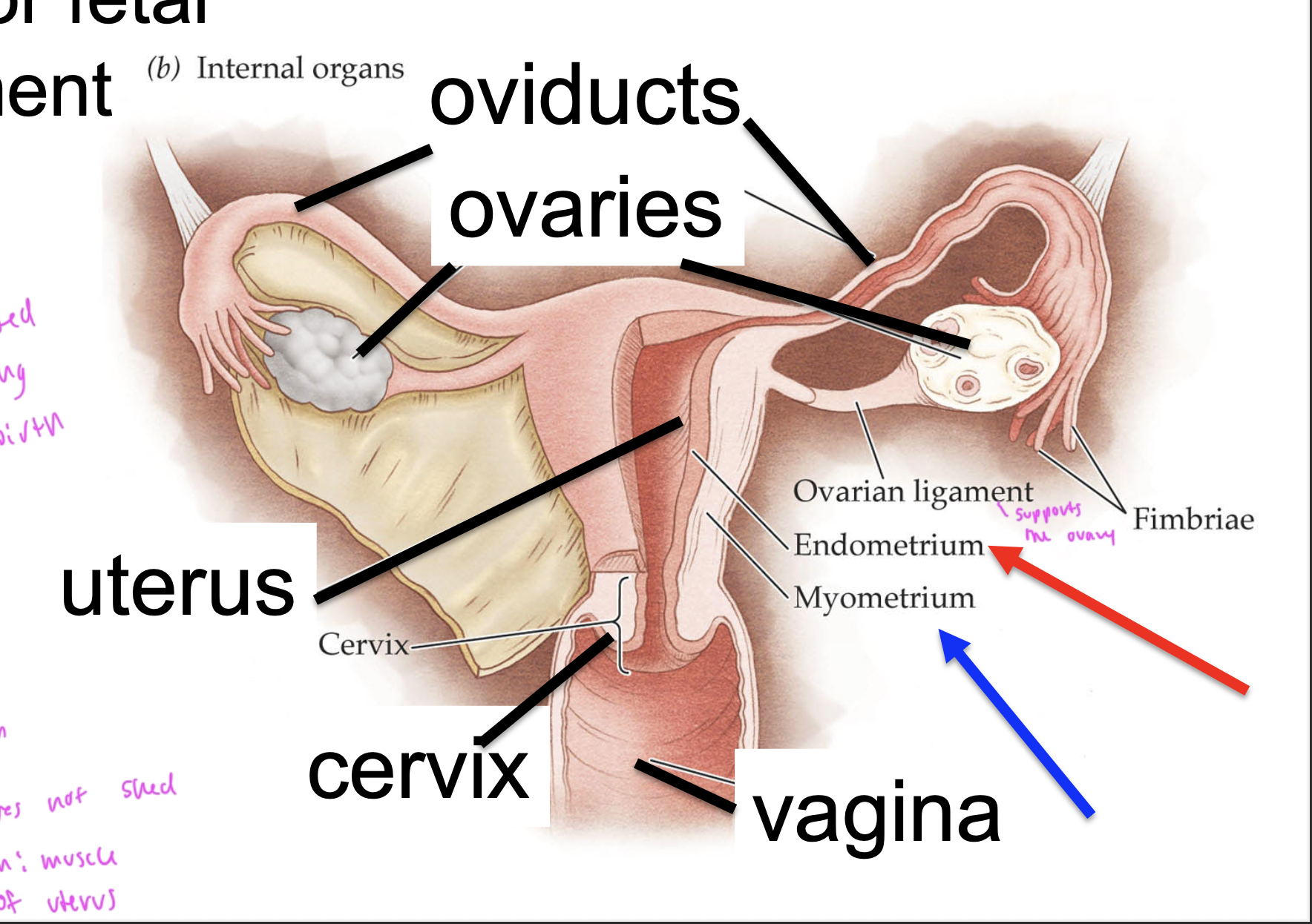 <p>the ovary</p>