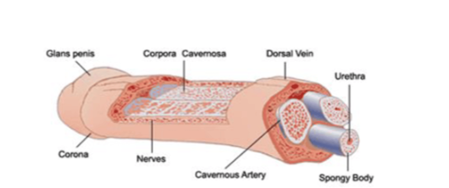 <p>skeletal muscles that surround the corpora in the penis ==&gt; contract to further increase rigidity of the penis during an erection</p>