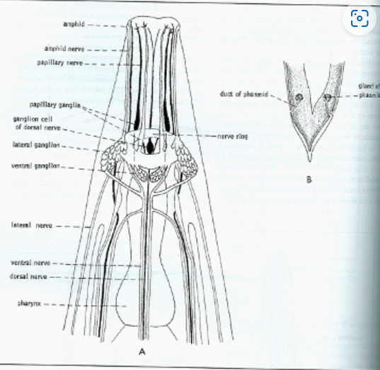 <p>Nematode Organ System (Nervous)</p>