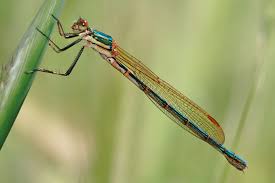 <p>Thinnest dragonfly, little thicker at the VERY end of tail, two wing pairs, each pair basically in same place as other part of pair, wings are usually spread (hence the name), Class Insecta, Order Odonata, called spreadwings or Spread-winged damselflies</p>