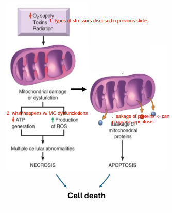 <p>1) depletion of ATP → alters cellular metabolism <span style="color: #04f5d8"><strong>→ tissue necrosis</strong></span></p><p></p><p>2) ROS production →<span style="color: #NaNNaNNaN"><strong> </strong></span><span style="color: #00f4ef"><strong>tissue necrosis</strong></span><br>→ lipid peroxi<br>→ protein modification<br>→ DNA damage</p><p></p><p>3) leakage of proteins<br>→ proteins leaking → <span style="color: #08f0d4"><strong>programs apoptosis</strong></span></p><p></p><p>MC damage, <strong>irreversible</strong><br>Once exposure to stressors become chronic<br><span style="color: yellow"><strong>mitochondria damage</strong></span> becomes i<span style="color: yellow"><strong>rreversible</strong></span>, and<br>cell death occurs</p>