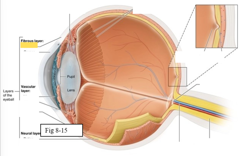 <p><span style="background-color: transparent; font-family: &quot;Times New Roman&quot;, serif;"><span>protects the eye and serves as an attachment site for the extrinsic eye muscles</span></span></p>