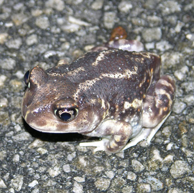 <p>eastern spadefoot other info</p>