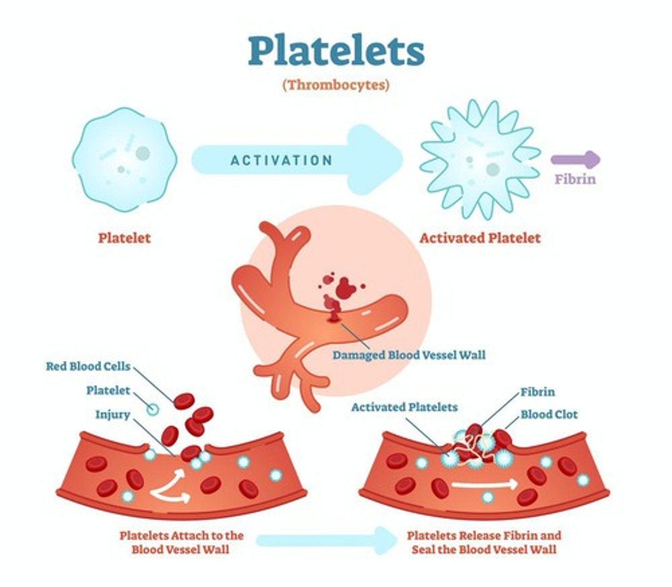 <p>Also known as Platelets; activate by clumping together to form a clot to stop bleeding.</p>