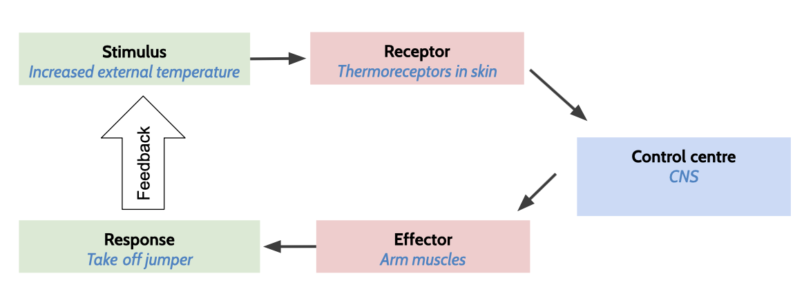 Stimulus response model in action