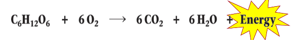 <p><strong>Aerobic</strong> (and anaerobic) <strong>respiration</strong></p><ul><li><p>exergonic</p></li></ul><p></p>