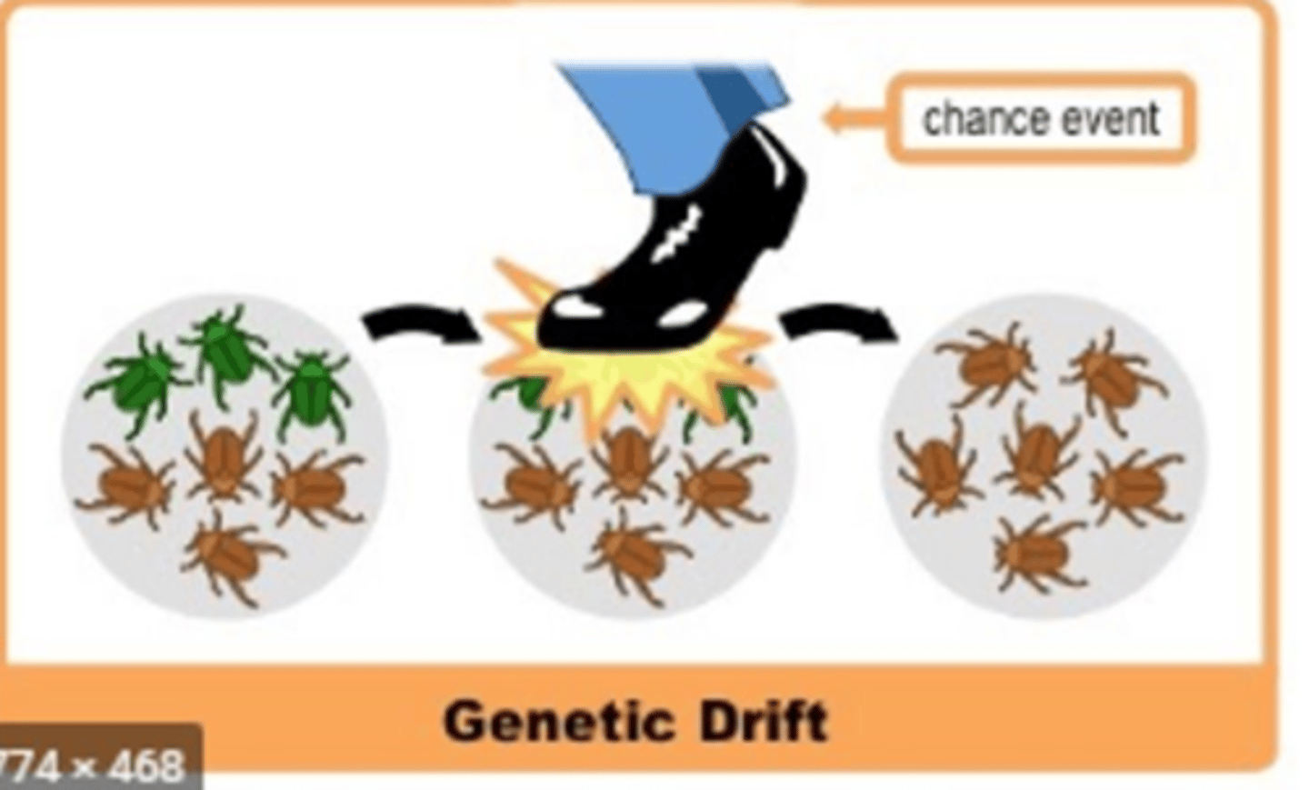 <p>Random processes, such as natural disasters, that alter the genetic composition of a population over time, but the genetic changes are not related to differences in fitness among individuals</p>