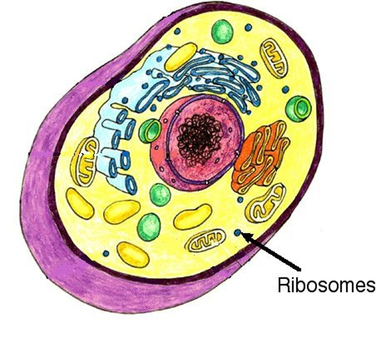 <p>Site of protein synthesis</p>