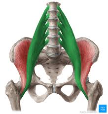 <p>origin: intervertebral discs, bodies, and transverse processes of T12-L5</p><p>insertion: lesser trochanter of femur</p>