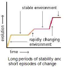 <p>Short burst of rapid change (most common)</p>